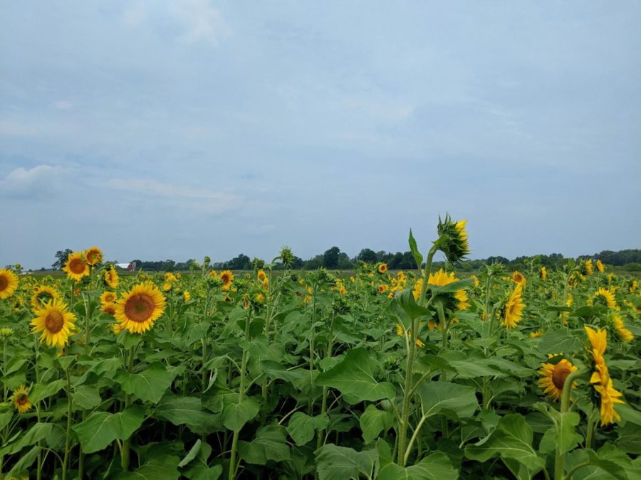 The Flora and The Fond