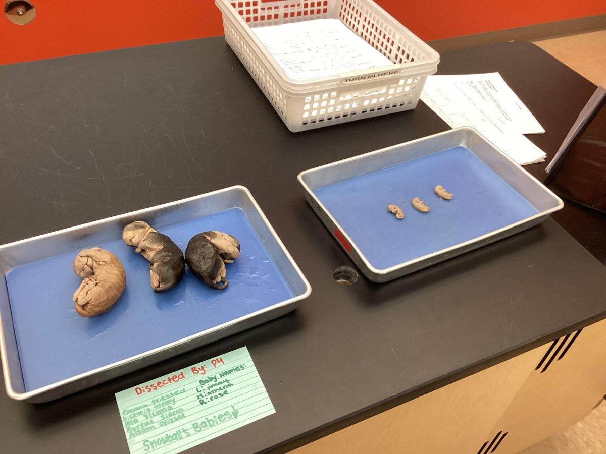 Some of the cats were pregnant, which was discovered on organ harvesting day. 